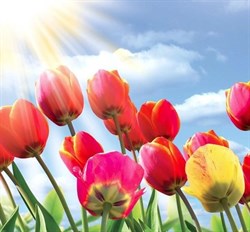 Фотообои НИКА Тюльпаны 140*145см 6 листов - фото 105225
