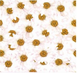 Фотообои НИКА Ромашки Нежность 140*145 6 листов - фото 105244