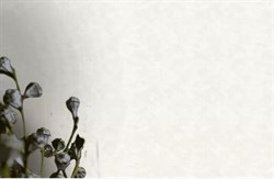 Обои VS Simple 98292 виниловые 1,06*10,05м (1упак-6рул) (ROSE) - фото 116464