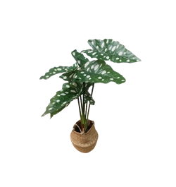 Растение искусственное АЛОКАЗИЯ в горшке 30х30х51см 317221270 - фото 131636
