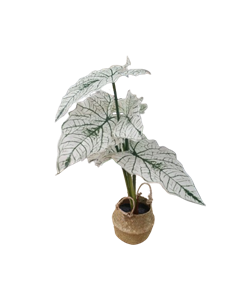 Растение искусственное АЛОКАЗИЯ в горшке 30х30х51см 317221270 - фото 131637
