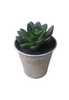 Растение искусственное в горшке 6х6х10см, в ассортименте 317002650 - фото 131659