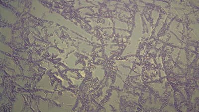 Лак Shine перламутровый 1,5кг 309 - фото 17657