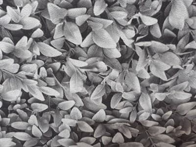 Обои VS 388311 (105106) 1,06*10,05м (1упак-6рул) (GRANDECO Бельгия) - фото 34881