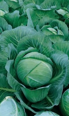 Семена Русский Огородник Капуста белок. №1 Грибовский 147 - фото 50749