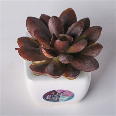 Суккулент в керамическом горшочке Be happy! 7,5*5,5*6см 4095584 - фото 58298