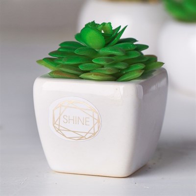 Суккулент в керамическом горшочке Shine! 7,5*5,5*6см 4095592 - фото 58306