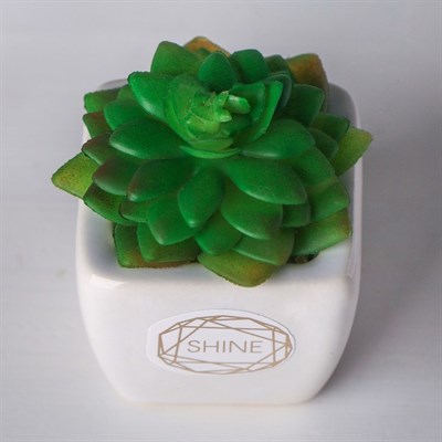Суккулент в керамическом горшочке Shine! 7,5*5,5*6см 4095592 - фото 58307