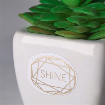 Суккулент в керамическом горшочке Shine! 7,5*5,5*6см 4095592 - фото 58308