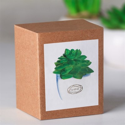 Суккулент в керамическом горшочке Shine! 7,5*5,5*6см 4095592 - фото 58309