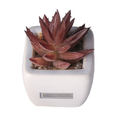 Суккулент в керамическом горшочке Счастья! 7,5*5,5*6см 4095601 - фото 58325