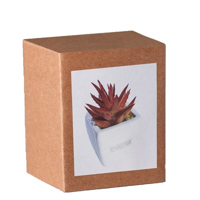 Суккулент в керамическом горшочке Счастья! 7,5*5,5*6см 4095601 - фото 58328