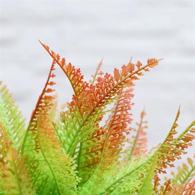 Бонсай Папоротник 14*22см 4293940 - фото 58651