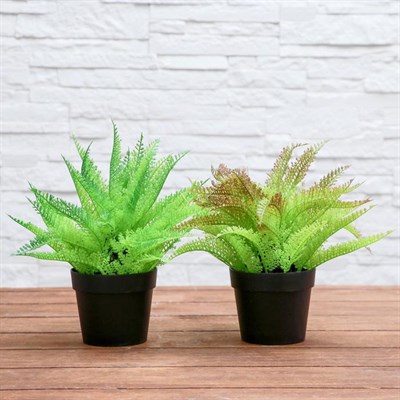 Бонсай Папоротник 14*22см 4293940 - фото 58652