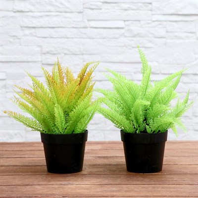 Бонсай Папоротник 14*22см 4293940 - фото 58653