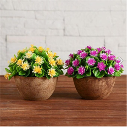 Бонсай в горшке Каллистефус 11*11см МИКС 5201993 - фото 71142