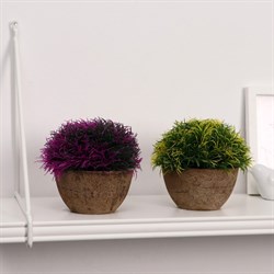 Бонсай в горшке Травка 13*11см МИКС 4555657 - фото 71150