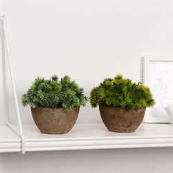 Бонсай в горшочке Пушистые колючки 13*11см 4555660 - фото 71180