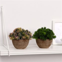 Бонсай в горшочке Пушистые колючки 13*11см 4555660 - фото 71181