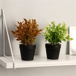 Бонсай Руэллия 9*20см МИКС 3535509 - фото 71218