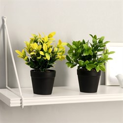 Бонсай Руэллия 9*20см МИКС 3535509 - фото 71219