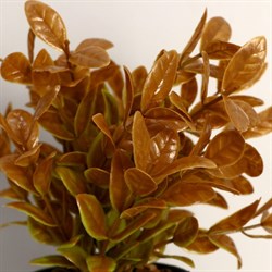 Бонсай Руэллия 9*20см МИКС 3535509 - фото 71220