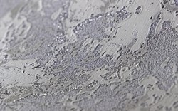 Обои АСПЕКТ РУ 70391-44 1,06*10,05м (1упак-6рул) - фото 75673