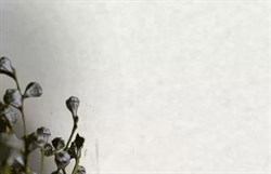 Обои VS Basic line 989981 виниловые 1,06*10,05м (1упак-6рул) (Ateliero) - фото 76473