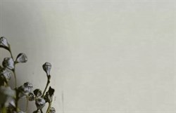 Обои VS Pantone декор 989922 1,06*10,05м (1упак-6рул) (Маякпринт) - фото 76499