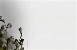 Обои VS Nordica фон 38273-01 виниловые 1,06*10,05м (1упак-9рул) (Ateliero) - фото 90300