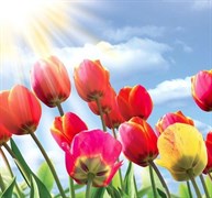 Фотообои НИКА Тюльпаны 140*145см 6 листов