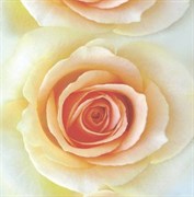 Фотообои НИКА Александрия 210*97 6 листов