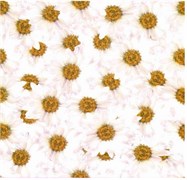 Фотообои НИКА Ромашки Нежность 140*145 6 листов