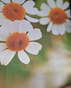 Обои SIRPI Италия 15222 0,70*3,0м (1упак-6рул) (Morogro Garden)