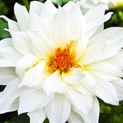 Семена ИНВЕНТ ПЛЮС Георгина Фигаро Белая
