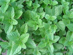Семена ИНВЕНТ ПЛЮС Майоран обыкновенный