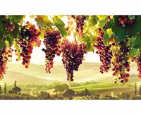Фартук-панно ГРЕЙС Виноградник! 602*1002мм ТП10023859