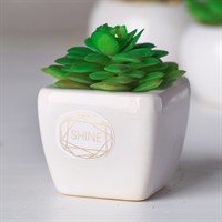 Суккулент в керамическом горшочке Shine! 7,5*5,5*6см 4095592
