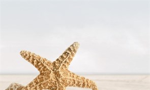 Декор ХАРЬКОВСКАЯ 250*400 Summer stone Holiday №3 бежевый В41331 1с