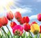 Фотообои НИКА Тюльпаны 140*145см 6 листов - фото 105225