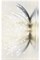 Декор ХАРЬКОВСКАЯ 250*400 Magic lotus кремовый №3 19Г331 1с - фото 87102
